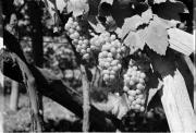 Traube (Positivo) di Foto Hermann Frass, Bozen,Hermann Frass (1950/09/01 - 1970/10/31)