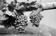 Traube (Positivo) di Foto Hermann Frass, Bozen,Hermann Frass (1950/09/01 - 1970/10/31)