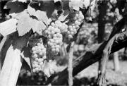 Traube (Positivo) di Foto Hermann Frass, Bozen,Hermann Frass (1950/09/01 - 1970/10/31)