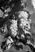 Traube (Positivo) di Foto Hermann Frass, Bozen,Hermann Frass (1950/09/01 - 1970/10/31)