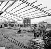 Viehhandel (Gemeinschaftsstall Bozen) (Positivo) di Foto Hermann Frass, Bozen,Hermann Frass (1966/03/03 - 1967/12/31)