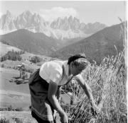 Feldbau (Positivo) di Foto Hermann Frass, Bozen,Hermann Frass (1950/01/01 - 1979/12/31)