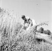 Feldbau (Positivo) di Foto Hermann Frass, Bozen,Hermann Frass (1950/01/01 - 1979/12/31)