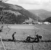 Feldbau (Positivo) di Foto Hermann Frass, Bozen,Hermann Frass (1950/03/01 - 1979/12/31)