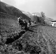 Feldbau (Positivo) di Foto Hermann Frass, Bozen,Hermann Frass (1950/03/01 - 1979/12/31)
