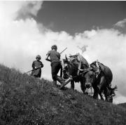 Feldbau (Positivo) di Foto Hermann Frass, Bozen,Hermann Frass (1950/03/01 - 1979/12/31)