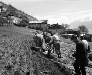 Pflug (Positivo) di Foto Hermann Frass, Bozen,Hermann Frass (1950/01/01 - 1979/12/31)