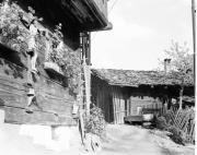 geranio (Positivo) di Foto Hermann Frass, Bozen,Hermann Frass (1950/05/01 - 1975/10/31)