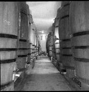 Weinkellerei St. Magdalena (Bozen) (Positivo) di Foto Hermann Frass, Bozen,Hermann Frass (1950/01/01 - 1970/12/31)