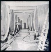 Weinkellerei St. Magdalena (Bozen) (Positivo) di Foto Hermann Frass, Bozen,Hermann Frass (1950/01/01 - 1970/12/31)