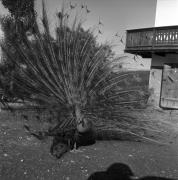 Pfau (Positivo) di Foto Elisabeth Fuchs-Hauffen, Überlingen/Bodensee,Fuchs-Hauffen, Elisabeth (1969/07/01 - 1969/07/31)