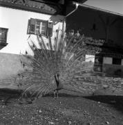 Pfau (Positivo) di Foto Elisabeth Fuchs-Hauffen, Überlingen/Bodensee,Fuchs-Hauffen, Elisabeth (1969/07/01 - 1969/07/31)