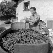 vitigno (Positivo) di Foto Elisabeth Fuchs-Hauffen, Überlingen/Bodensee,Fuchs-Hauffen, Elisabeth (1964/10/01 - 1964/10/31)