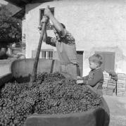 vitigno (Positivo) di Foto Elisabeth Fuchs-Hauffen, Überlingen/Bodensee,Fuchs-Hauffen, Elisabeth (1964/10/01 - 1964/10/31)