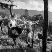 vitigno (Positivo) di Foto Elisabeth Fuchs-Hauffen, Überlingen/Bodensee,Fuchs-Hauffen, Elisabeth (1964/10/01 - 1964/10/31)