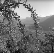 Schloss Tirol (Positivo) di Foto Elisabeth Fuchs-Hauffen, Überlingen/Bodensee,Fuchs-Hauffen, Elisabeth (1964/10/01 - 1964/10/31)