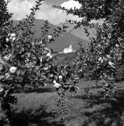 Obstbaum/Obst (Positivo) di Foto Elisabeth Fuchs-Hauffen, Überlingen/Bodensee,Fuchs-Hauffen, Elisabeth (1964/10/01 - 1964/10/31)