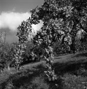 Obstbaum/Obst (Positivo) di Foto Elisabeth Fuchs-Hauffen, Überlingen/Bodensee,Fuchs-Hauffen, Elisabeth (1964/10/01 - 1964/10/31)