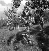 Obstbaum/Obst (Positivo) di Foto Elisabeth Fuchs-Hauffen, Überlingen/Bodensee,Fuchs-Hauffen, Elisabeth (1964/10/01 - 1964/10/31)