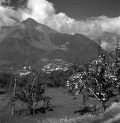 Obstbaum/Obst (Positivo) di Foto Elisabeth Fuchs-Hauffen, Überlingen/Bodensee,Fuchs-Hauffen, Elisabeth (1964/10/01 - 1964/10/31)