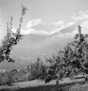 Obstbaum/Obst (Positivo) di Foto Elisabeth Fuchs-Hauffen, Überlingen/Bodensee,Fuchs-Hauffen, Elisabeth (1964/10/01 - 1964/10/31)