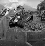 vitigno (Positivo) di Foto Elisabeth Fuchs-Hauffen, Überlingen/Bodensee,Fuchs-Hauffen, Elisabeth (1964/10/01 - 1964/10/31)