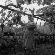 vitigno (Positivo) di Foto Elisabeth Fuchs-Hauffen, Überlingen/Bodensee,Fuchs-Hauffen, Elisabeth (1964/10/01 - 1964/10/31)