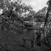 vitigno (Positivo) di Foto Elisabeth Fuchs-Hauffen, Überlingen/Bodensee,Fuchs-Hauffen, Elisabeth (1964/10/01 - 1964/10/31)