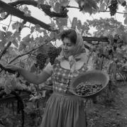 vitigno (Positivo) di Foto Elisabeth Fuchs-Hauffen, Überlingen/Bodensee,Fuchs-Hauffen, Elisabeth (1964/10/01 - 1964/10/31)