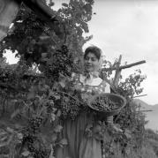 vitigno (Positivo) di Foto Elisabeth Fuchs-Hauffen, Überlingen/Bodensee,Fuchs-Hauffen, Elisabeth (1964/10/01 - 1964/10/31)