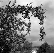 Obstbaum/Obst (Positivo) di Foto Elisabeth Fuchs-Hauffen, Überlingen/Bodensee,Fuchs-Hauffen, Elisabeth (1964/10/01 - 1964/10/31)