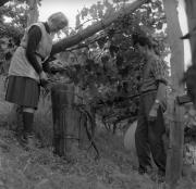 vitigno (Positivo) di Foto Elisabeth Fuchs-Hauffen, Überlingen/Bodensee,Fuchs-Hauffen, Elisabeth (1964/10/01 - 1964/10/31)