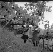 vitigno (Positivo) di Foto Elisabeth Fuchs-Hauffen, Überlingen/Bodensee,Fuchs-Hauffen, Elisabeth (1964/10/01 - 1964/10/31)