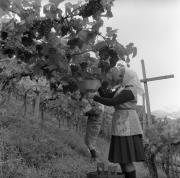 vitigno (Positivo) di Foto Elisabeth Fuchs-Hauffen, Überlingen/Bodensee,Fuchs-Hauffen, Elisabeth (1964/10/01 - 1964/10/31)