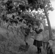 vitigno (Positivo) di Foto Elisabeth Fuchs-Hauffen, Überlingen/Bodensee,Fuchs-Hauffen, Elisabeth (1964/10/01 - 1964/10/31)