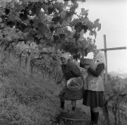 vitigno (Positivo) di Foto Elisabeth Fuchs-Hauffen, Überlingen/Bodensee,Fuchs-Hauffen, Elisabeth (1964/10/01 - 1964/10/31)