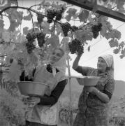 vitigno (Positivo) di Foto Elisabeth Fuchs-Hauffen, Überlingen/Bodensee,Fuchs-Hauffen, Elisabeth (1964/10/01 - 1964/10/31)