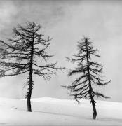 Lärche (Positivo) di Foto Elisabeth Fuchs-Hauffen, Überlingen/Bodensee,Fuchs-Hauffen, Elisabeth (1965/02/01 - 1965/02/28)