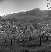 Obstbaum/Obst (Positivo) di Foto Elisabeth Fuchs-Hauffen, Überlingen/Bodensee,Fuchs-Hauffen, Elisabeth (1965/04/01 - 1965/04/43)