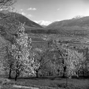 Obstbaum/Obst (Positivo) di Foto Elisabeth Fuchs-Hauffen, Überlingen/Bodensee,Fuchs-Hauffen, Elisabeth (1965/04/01 - 1965/04/43)
