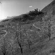 Obstbaum/Obst (Positivo) di Foto Elisabeth Fuchs-Hauffen, Überlingen/Bodensee,Fuchs-Hauffen, Elisabeth (1965/04/01 - 1965/04/43)