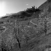 Obstbaum/Obst (Positivo) di Foto Elisabeth Fuchs-Hauffen, Überlingen/Bodensee,Fuchs-Hauffen, Elisabeth (1965/04/01 - 1965/04/43)