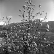 Obstbaum/Obst (Positivo) di Foto Elisabeth Fuchs-Hauffen, Überlingen/Bodensee,Fuchs-Hauffen, Elisabeth (1965/04/01 - 1965/04/43)