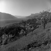 Obstbaum/Obst (Positivo) di Foto Elisabeth Fuchs-Hauffen, Überlingen/Bodensee,Fuchs-Hauffen, Elisabeth (1965/04/01 - 1965/04/43)