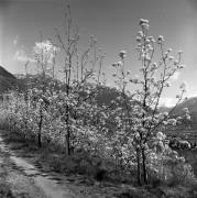 Obstbaum/Obst (Positivo) di Foto Elisabeth Fuchs-Hauffen, Überlingen/Bodensee,Fuchs-Hauffen, Elisabeth (1965/04/01 - 1965/04/43)