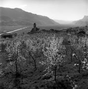 Obstbaum/Obst (Positivo) di Foto Elisabeth Fuchs-Hauffen, Überlingen/Bodensee,Fuchs-Hauffen, Elisabeth (1965/04/01 - 1965/04/43)