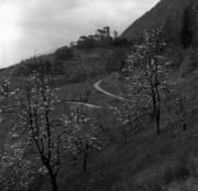 Obstbaum/Obst (Positivo) di Foto Elisabeth Fuchs-Hauffen, Überlingen/Bodensee,Fuchs-Hauffen, Elisabeth (1965/04/01 - 1965/04/43)