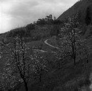 Obstbaum/Obst (Positivo) di Foto Elisabeth Fuchs-Hauffen, Überlingen/Bodensee,Fuchs-Hauffen, Elisabeth (1965/04/01 - 1965/04/43)
