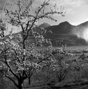 Obstbaum/Obst (Positivo) di Foto Elisabeth Fuchs-Hauffen, Überlingen/Bodensee,Fuchs-Hauffen, Elisabeth (1965/04/01 - 1965/04/43)
