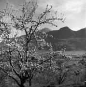 Obstbaum/Obst (Positivo) di Foto Elisabeth Fuchs-Hauffen, Überlingen/Bodensee,Fuchs-Hauffen, Elisabeth (1965/04/01 - 1965/04/43)